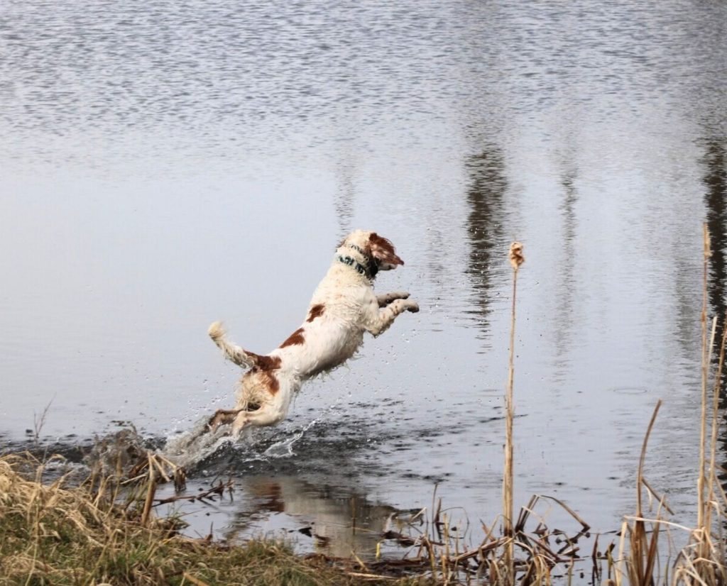 A Wachtelhund excitedly leaps into a pond to retrieve a dead duck during a hunt test.
