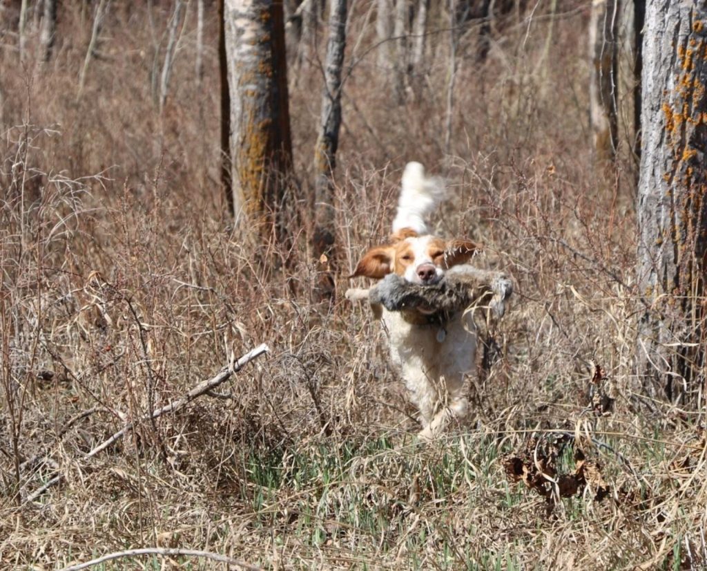 An orange-and-white German Wachtelhund retrieves a dead rabbit during a hunt test.