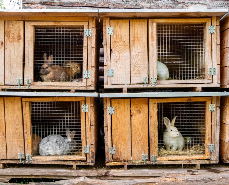 Meat rabbits living in hutches on a homestead.