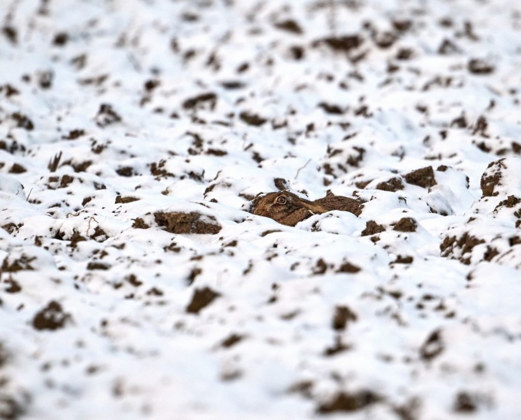 A European hare (or a jackrabbit in Ontario) hides in a form in a snowy field.