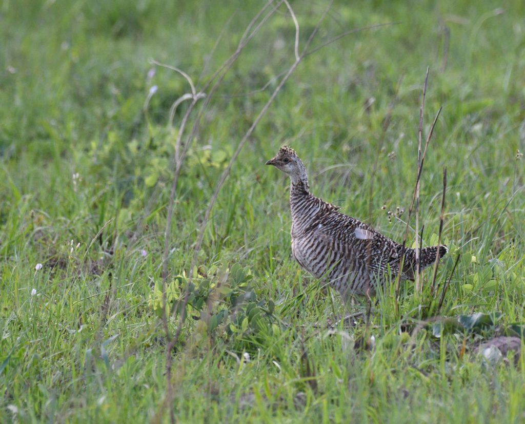 An Attwater's prairie chicken hen at Attwater Prairie Chicken National Wildlife Refuge in Texas.