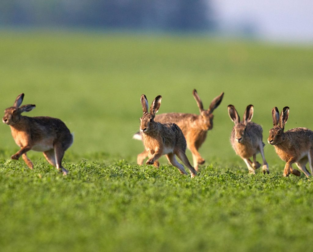 Five European hares (or Ontario jackrabbits) run through a green agricultural field.