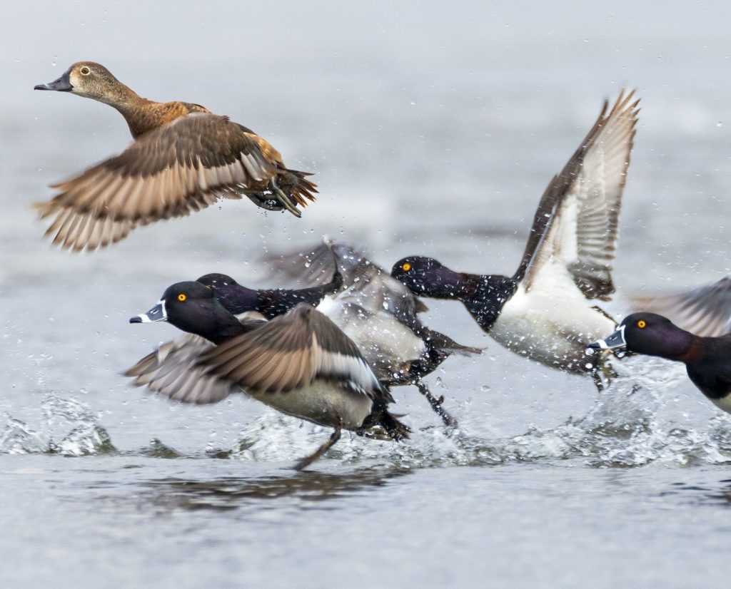Male and female ring-necked ducks take flight.