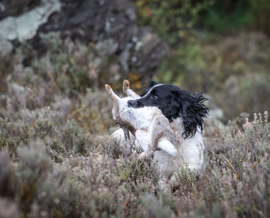 A hunting spaniel in New Zealand retrieves a shot rabbit.