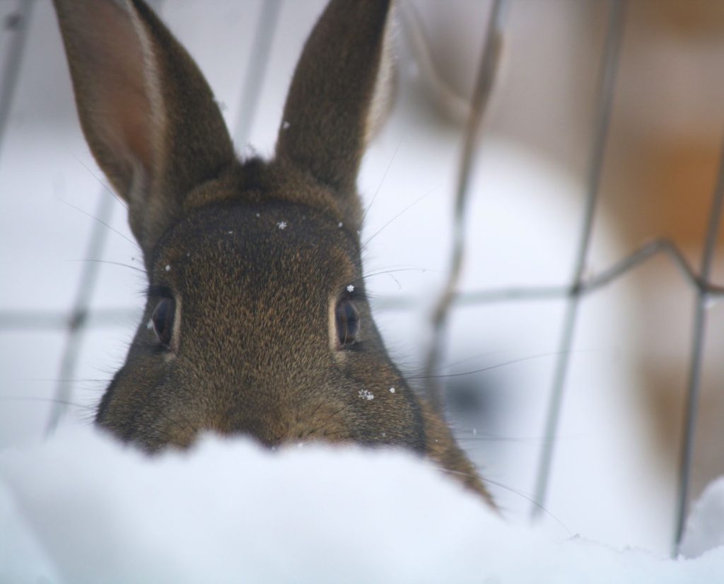A meat rabbit peeks out above the winter snow in its hutch on a homestead.
