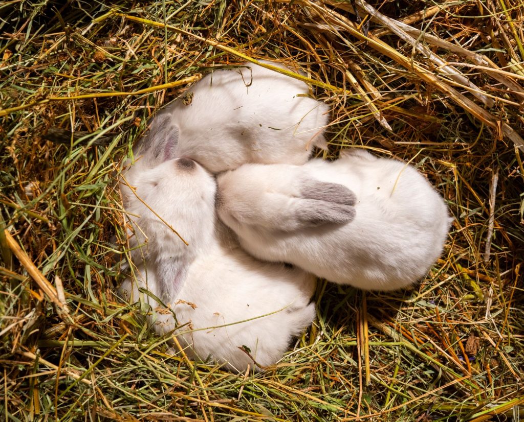 Three meat rabbit kits snuggle in a hay nest.