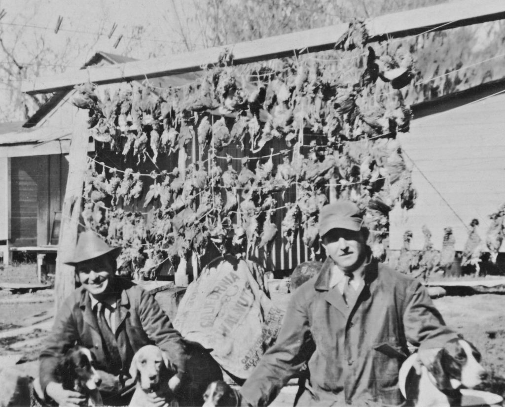 Hunters and their bird dogs posing in front of dead prairie chickens and quail in Texas in the 1920s.
