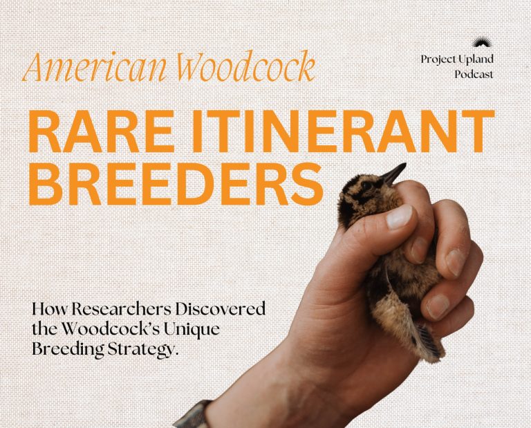 Woodcock are Rare Itinerant Breeders