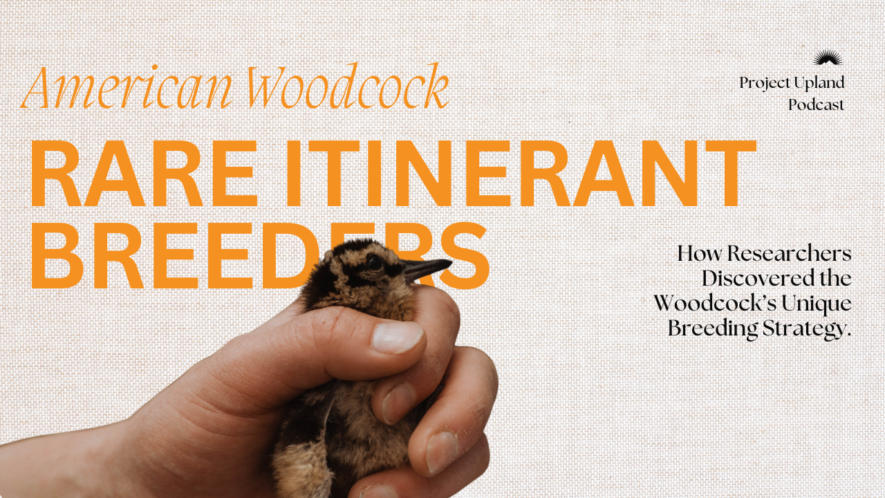 Youtube Cover for Rare Itinerant Woodcock Breeding