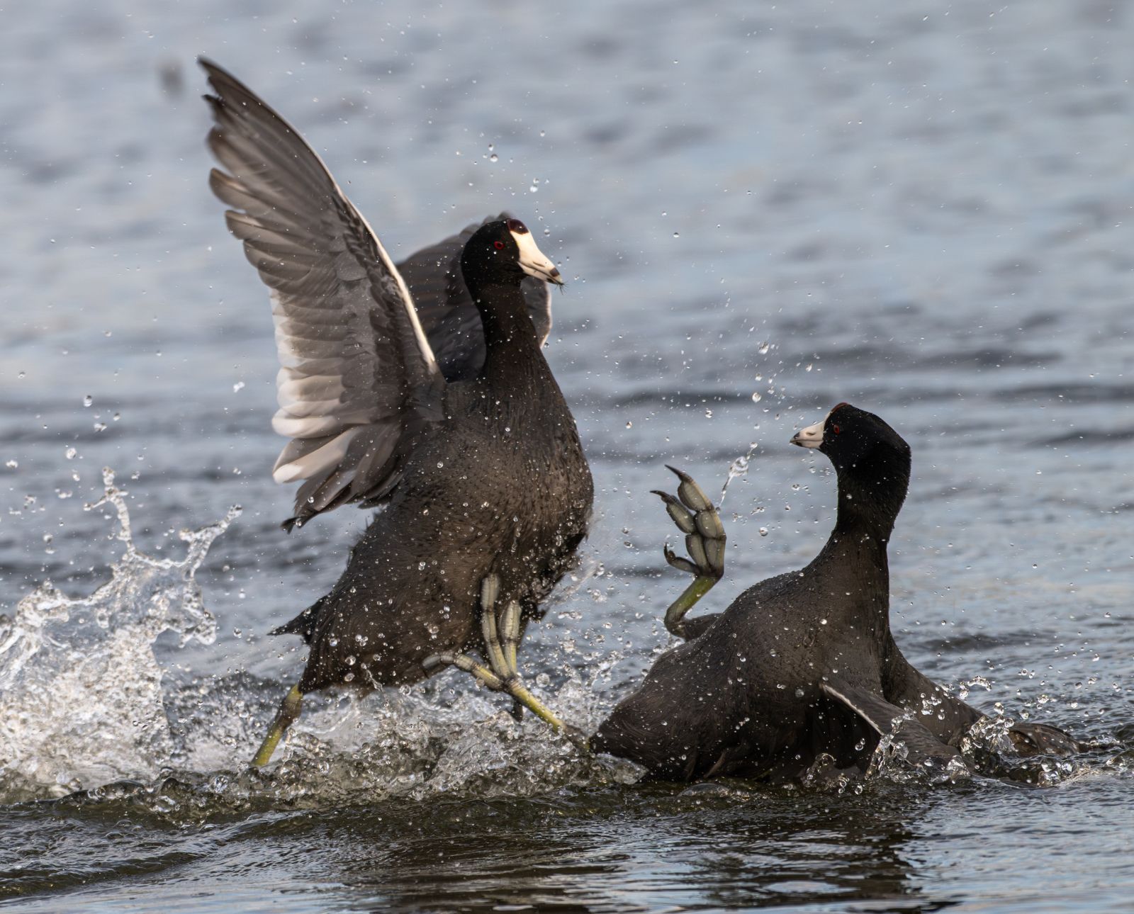 American Coot: Identification, Habitat, and Hunting Tips - Project Upland