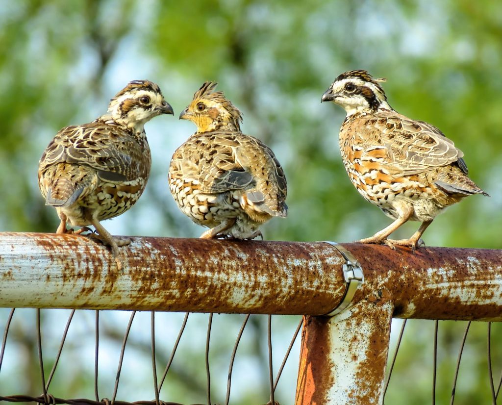 Bobwhite behavior depicted on a fence with three quail perched on top