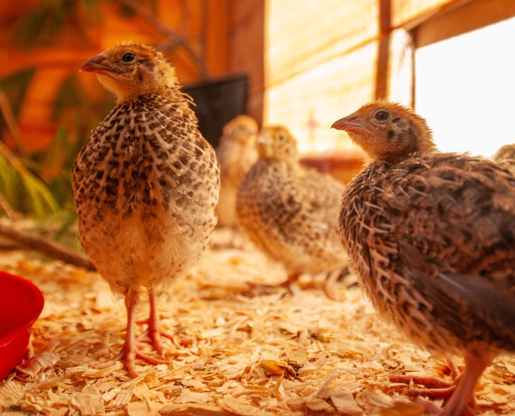 Young coturnix quail in a brooder on a homestead.