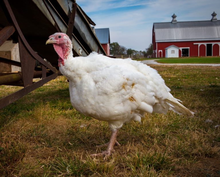 A white domestic turkey free ranging on a farm.