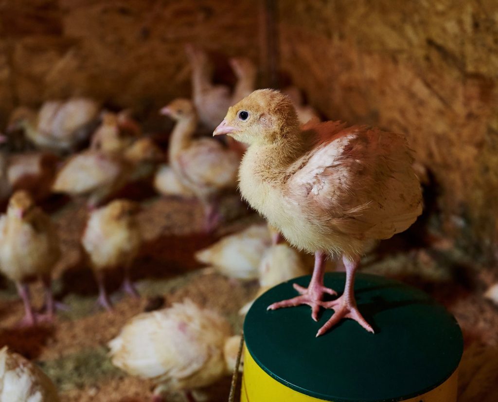 Domestic turkey poults being raised in a brooder.