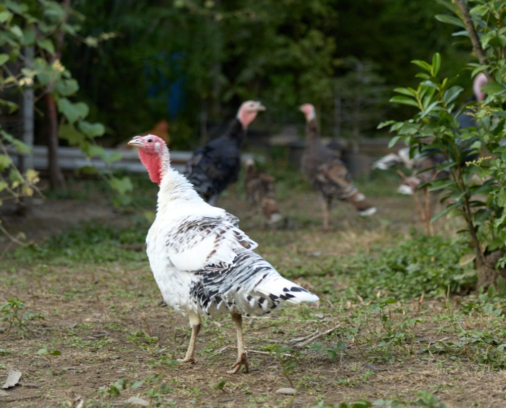Three domestic turkeys free ranging in the yard on a homestead.
