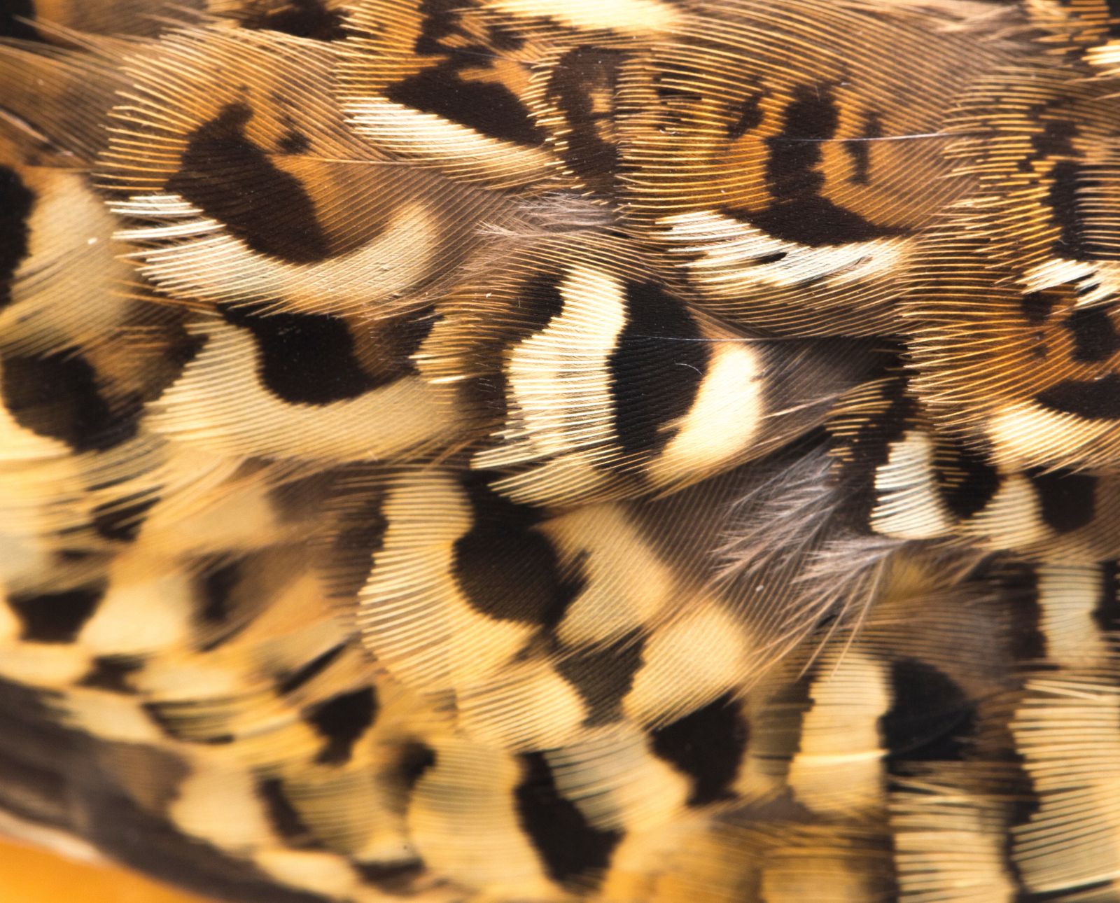 Dry coturnix quail skin with feathers on one side used for fly tying or dog training.