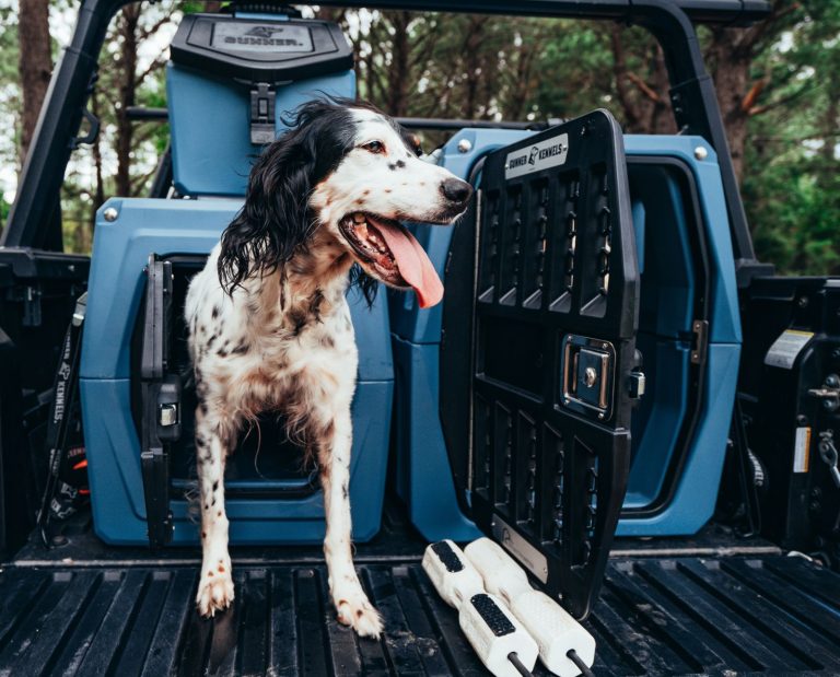 dog car safety crash test dog kennel GUNNER kennel and english setter.