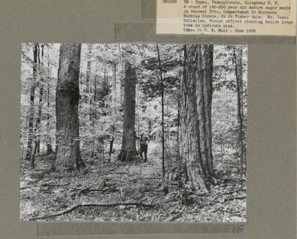 A man stands next to a large tree in Pennsylvania's forests.