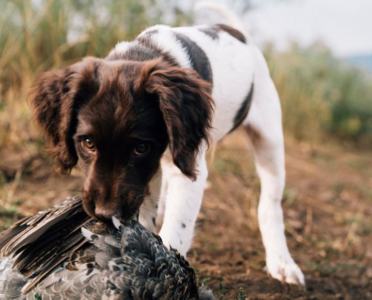 A hunting dog puppy with a congenital defect: an umbilical hernia.
