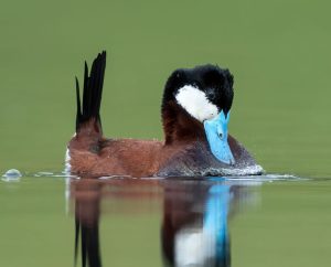 Ruddy duck male displaying with his blue bill and tail.
