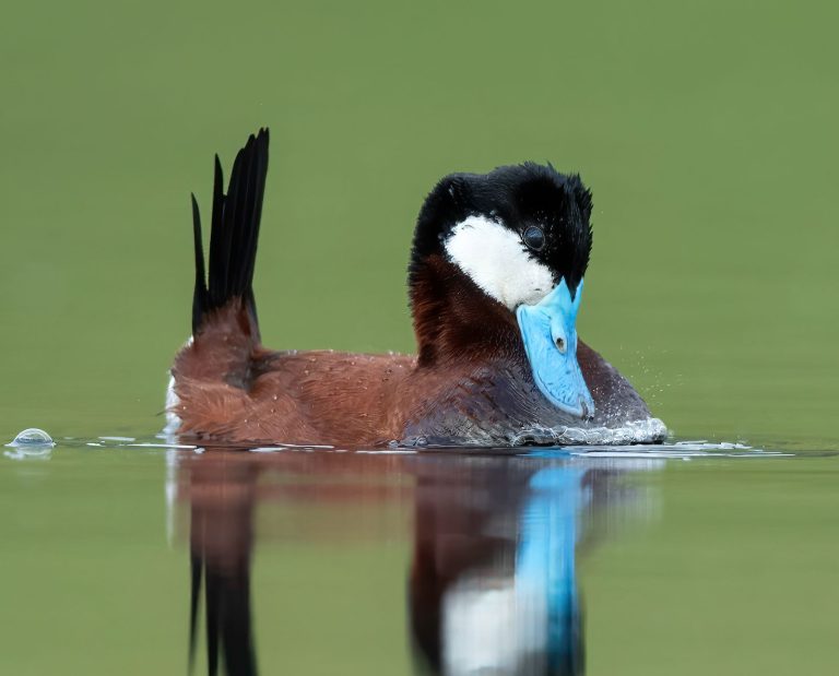 Ruddy duck male displaying with his blue bill and tail.