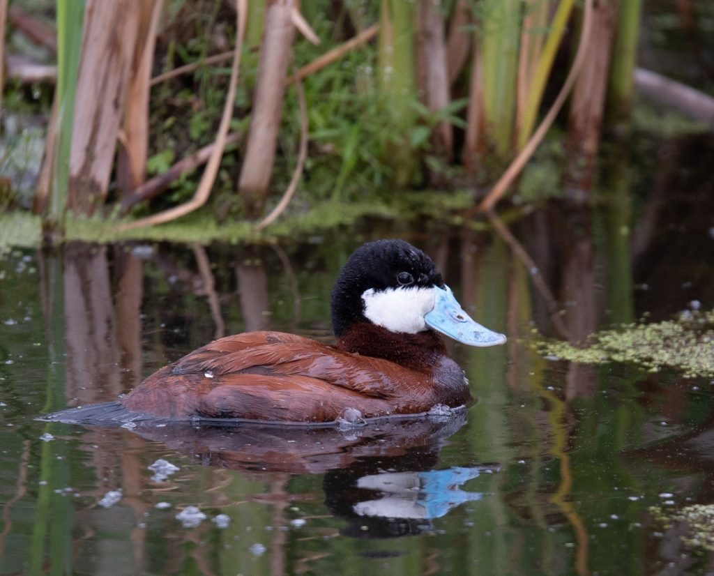 Ruddy duck drake swimming through habitat with aquatic vegetation.