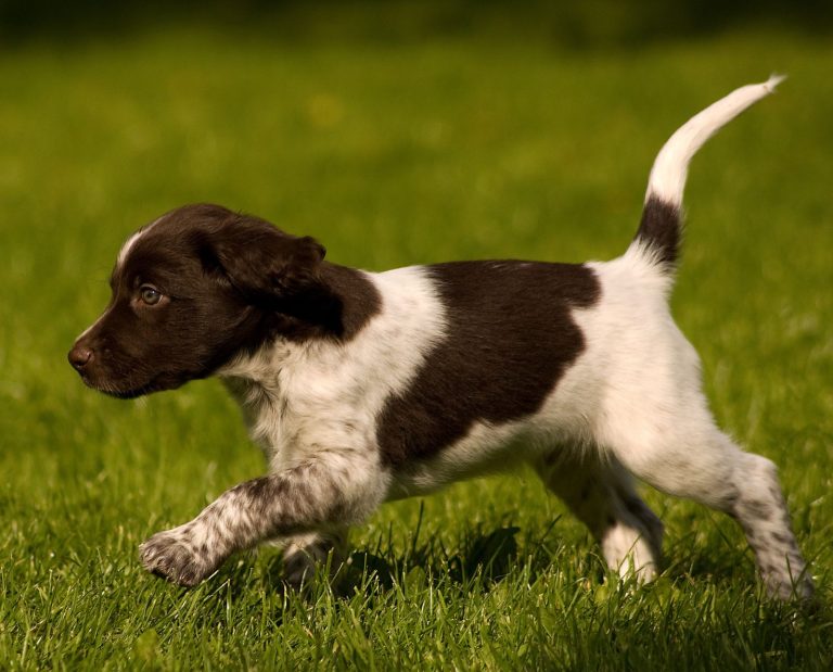 A bird dog puppy running through the grass.