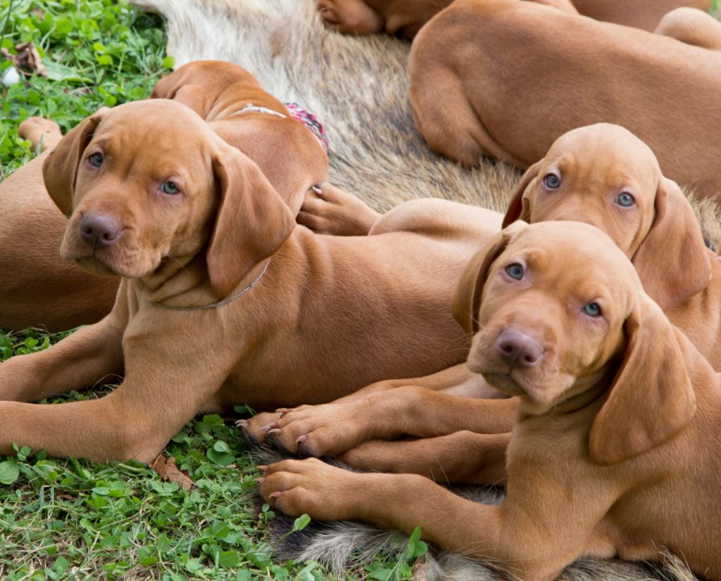 A littler of Vizsla hunting dog puppies.