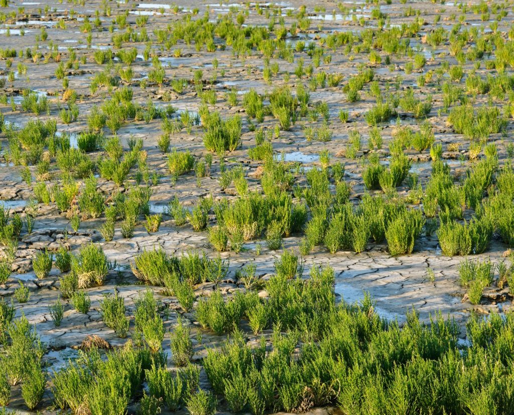 Foraging for salicornia, or sea beans, and a field of it growing in a coastal salt marsh.