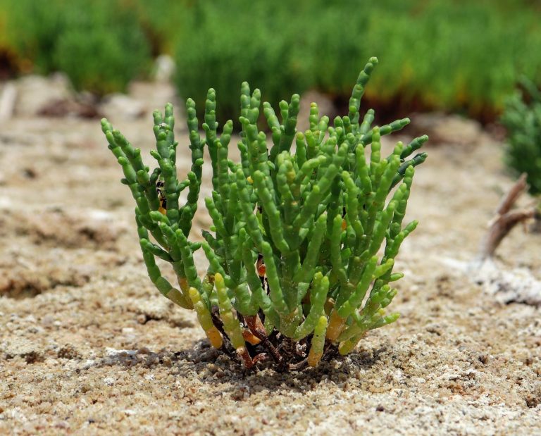 A salicornia plant, also called sea asparagus or witch's fingers, on a coastal salt panne.