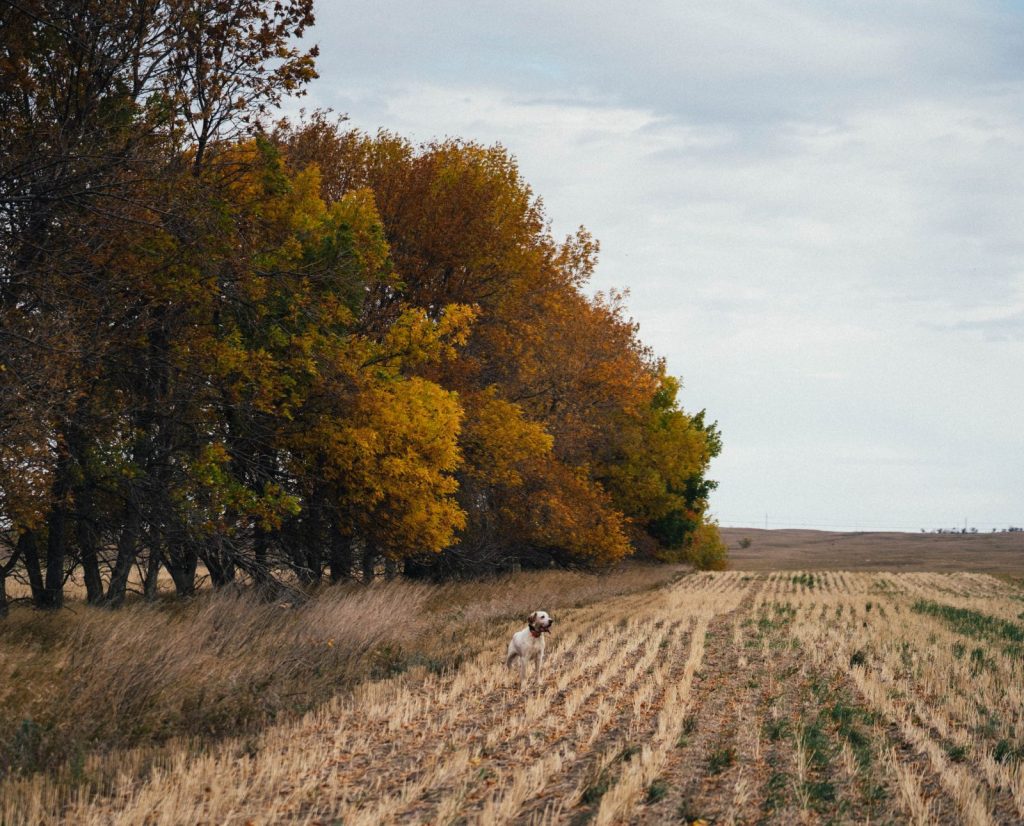 Hunting hungarian partridge in North Dakota in farmland with a bird dog.