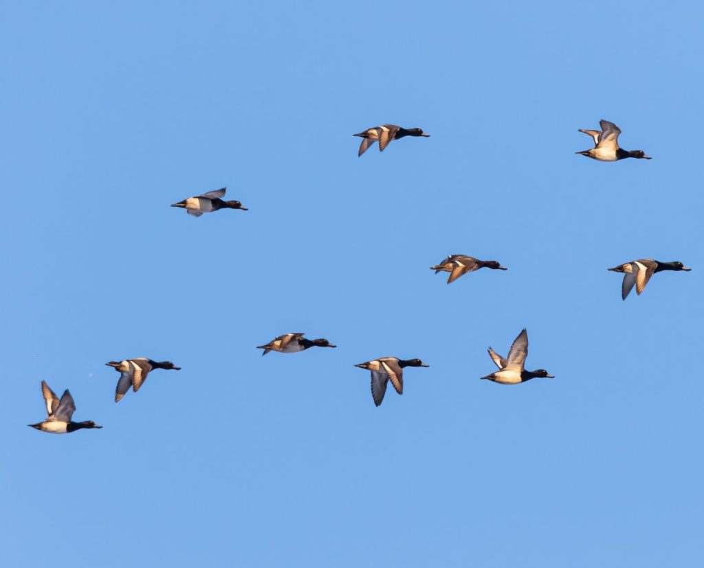 A flock of lesser scaup in flight with their white wing stripes visible.
