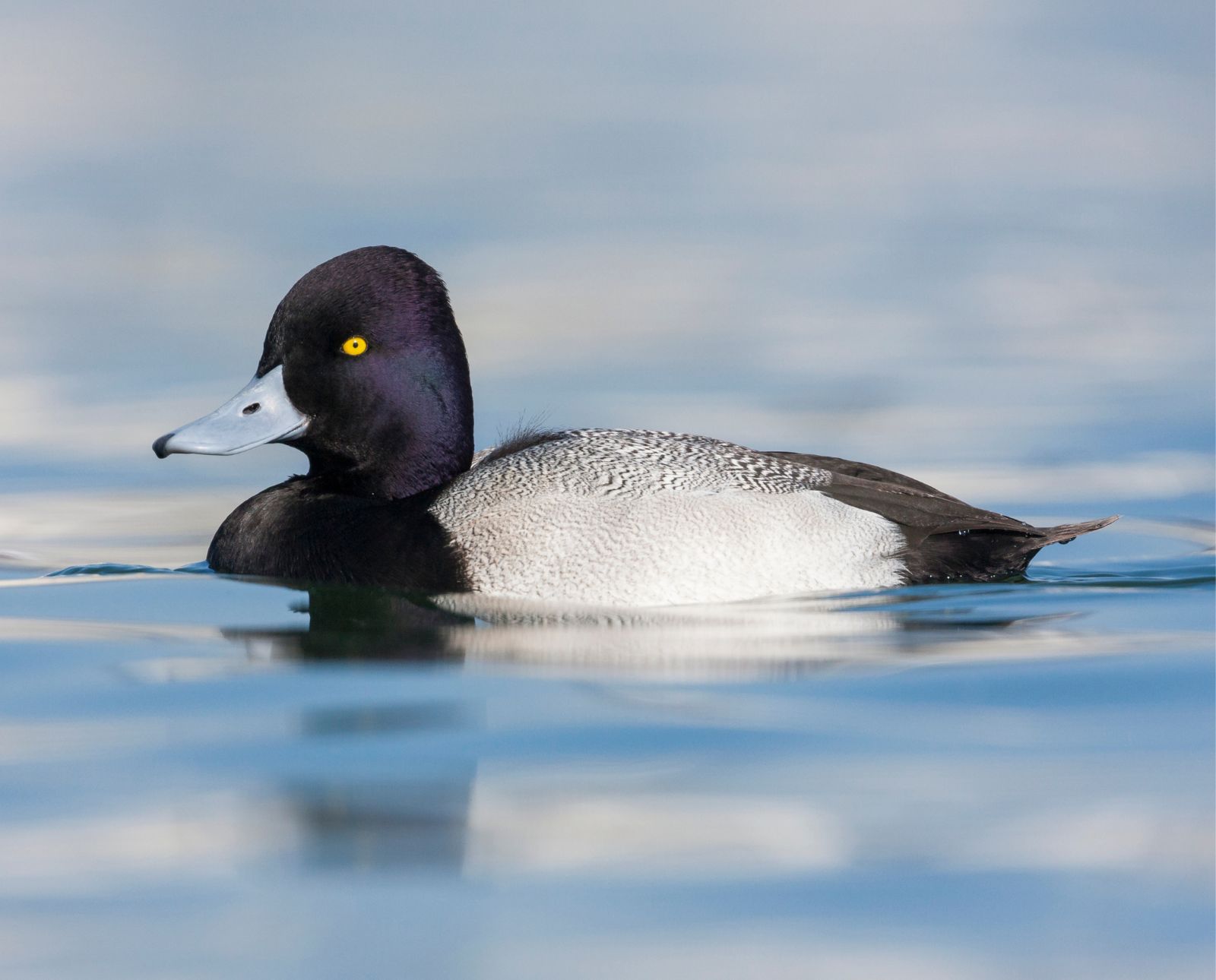 A lesser scaup male displaying his iconic plumage and blue bill.