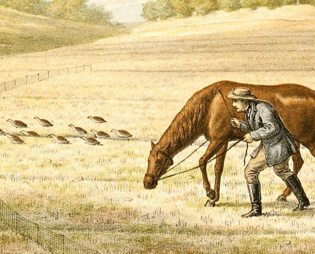 A man stalks a flock of game birds behind a horse.
