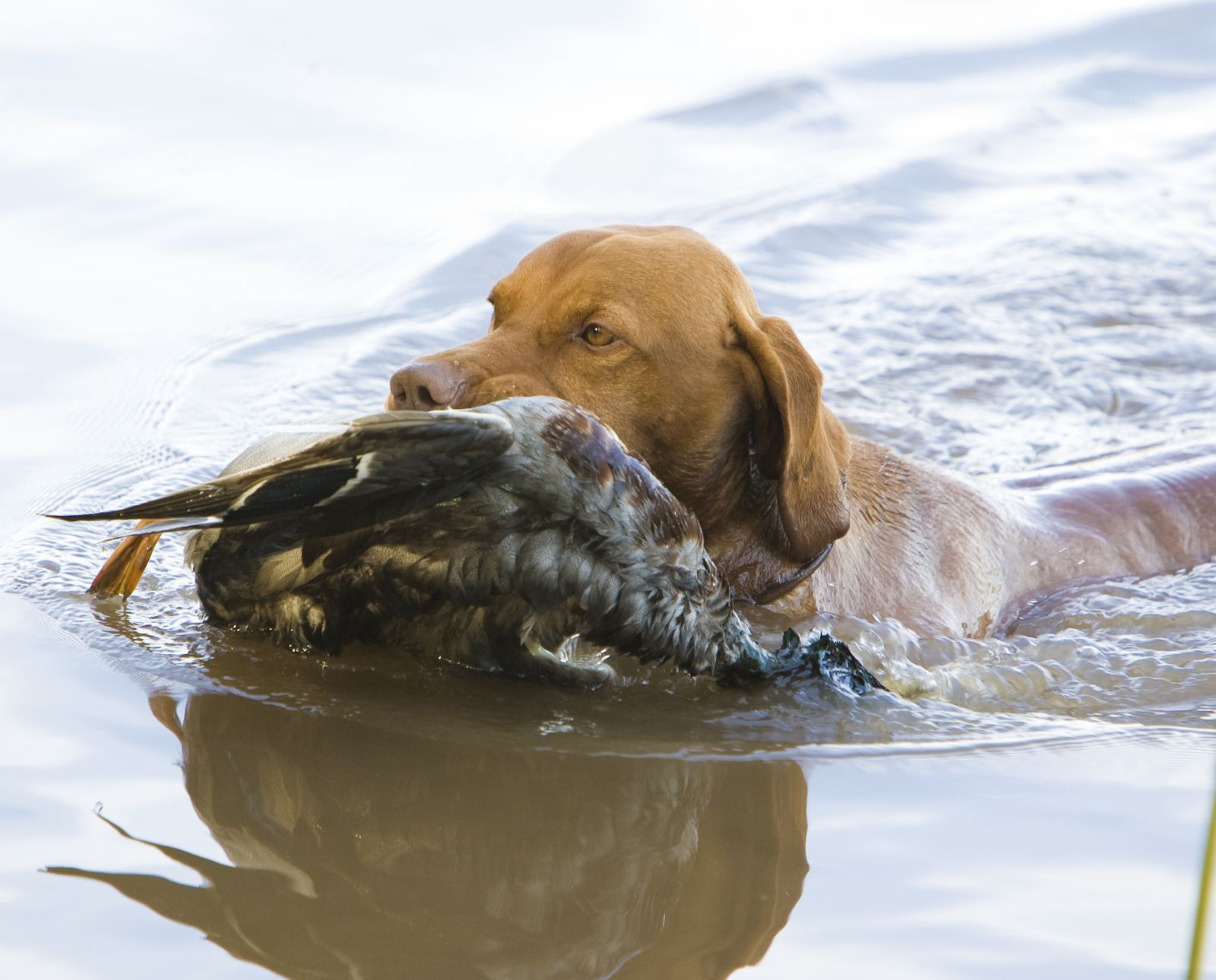 A versatile hunting dog, a Vizsla, retrieves a hunted duck while swimming.
