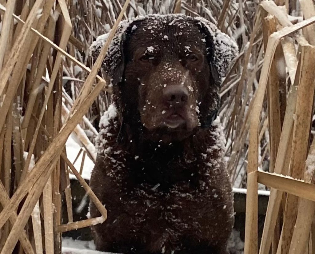 A Chesapeake Bay Retriever covered in snow in a boat tucked into cattails while duck hunting.