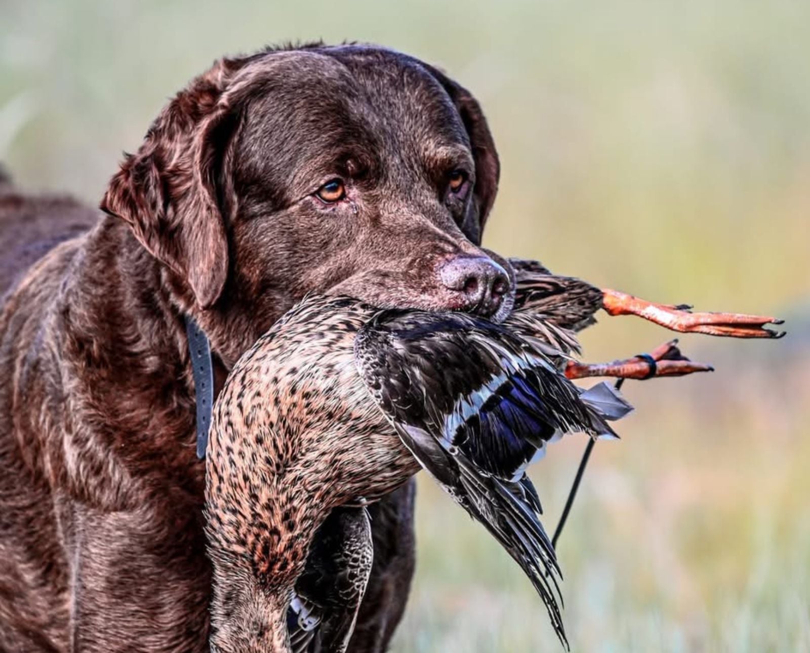 Chesapeake Bay Retriever holding a hen mallard duck.