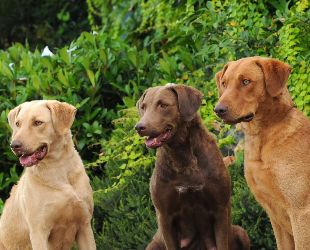 Three Chesapeake Bay Retrievers showing the three different coat colors: deadgrass, brown, and sedge.