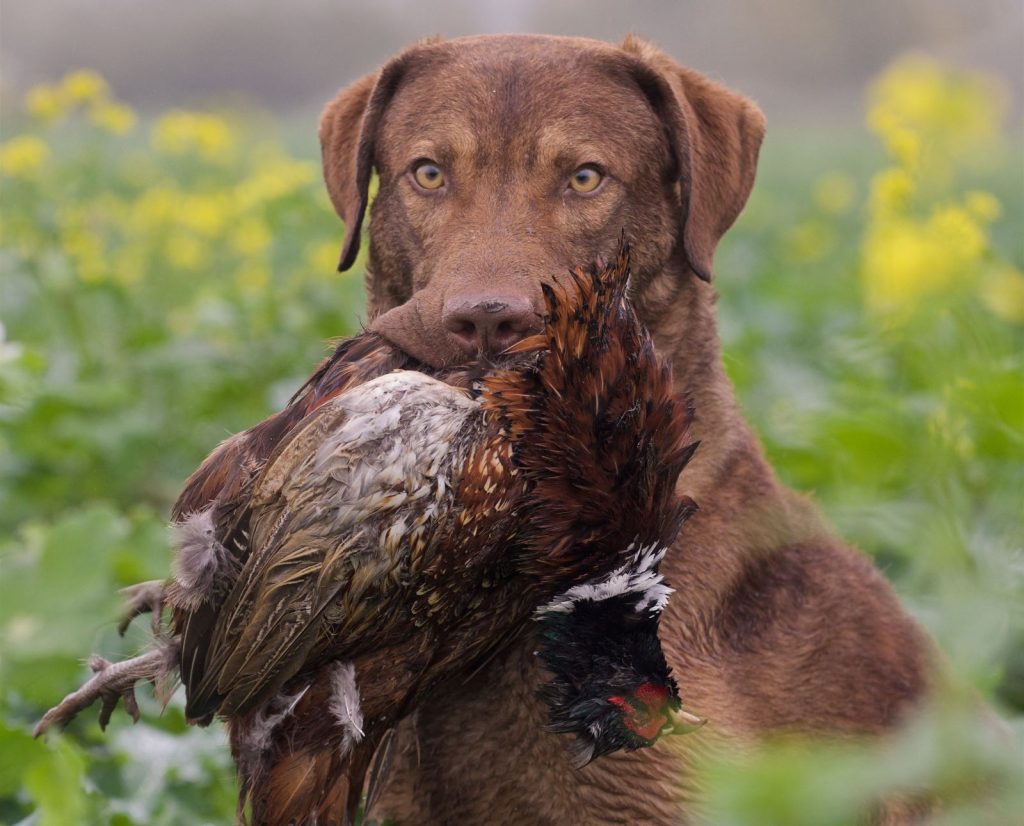 A Chesapeake Bay Retriever holding a pheasant while upland bird hunting.