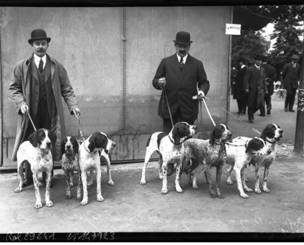 Early french pointing dogs called Braque d'Auvergn in France in 1913.