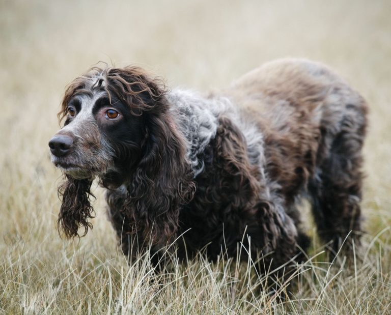 A French pointing dog breed called an Epagneul de Pont Audemer.