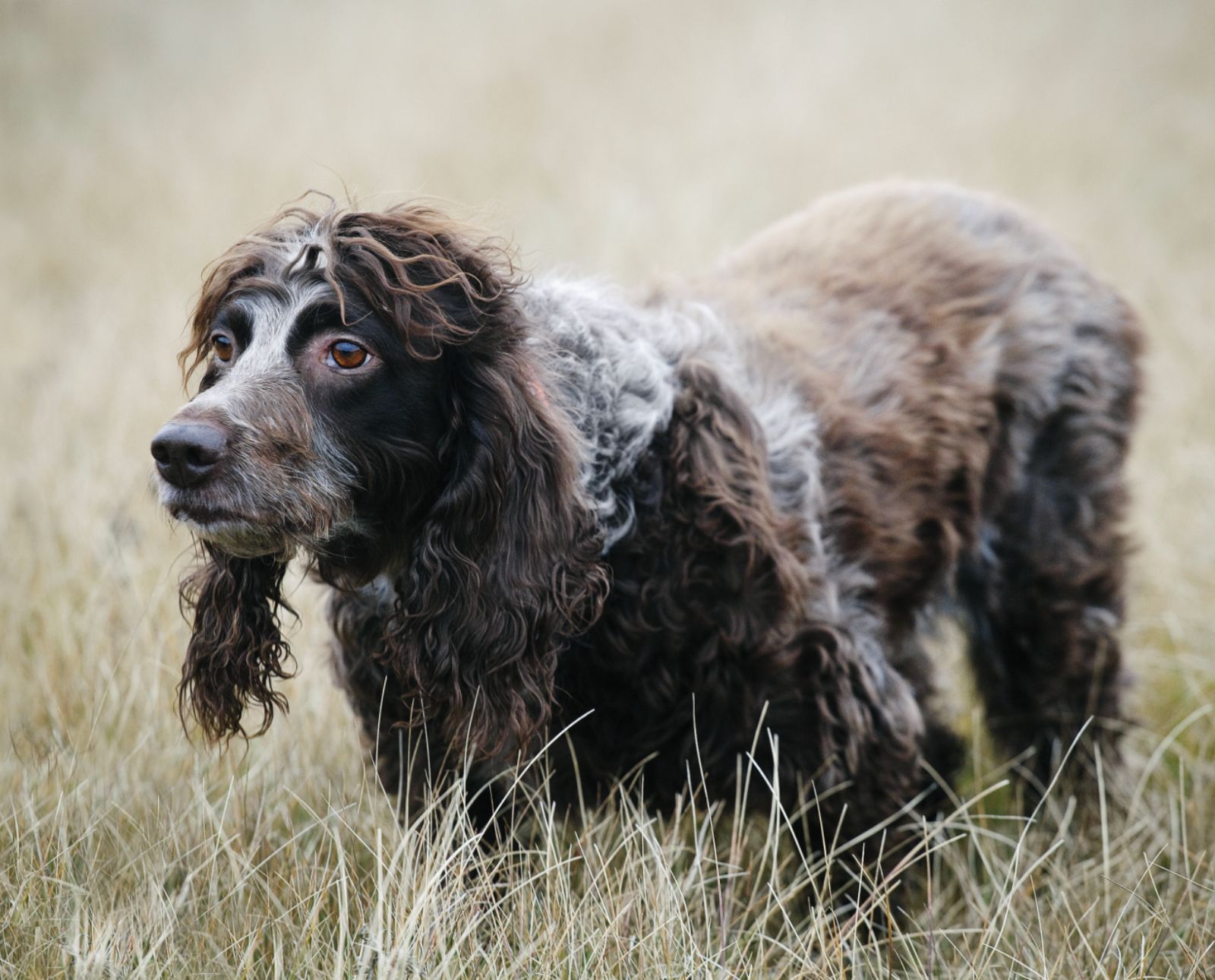 A French pointing dog breed called an Epagneul de Pont Audemer.