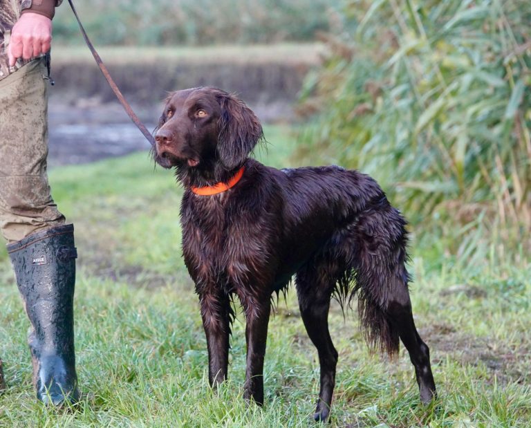 German hunting dog breed Deutsch Langhaar standing near a pond on a leash with its handler in Germany.