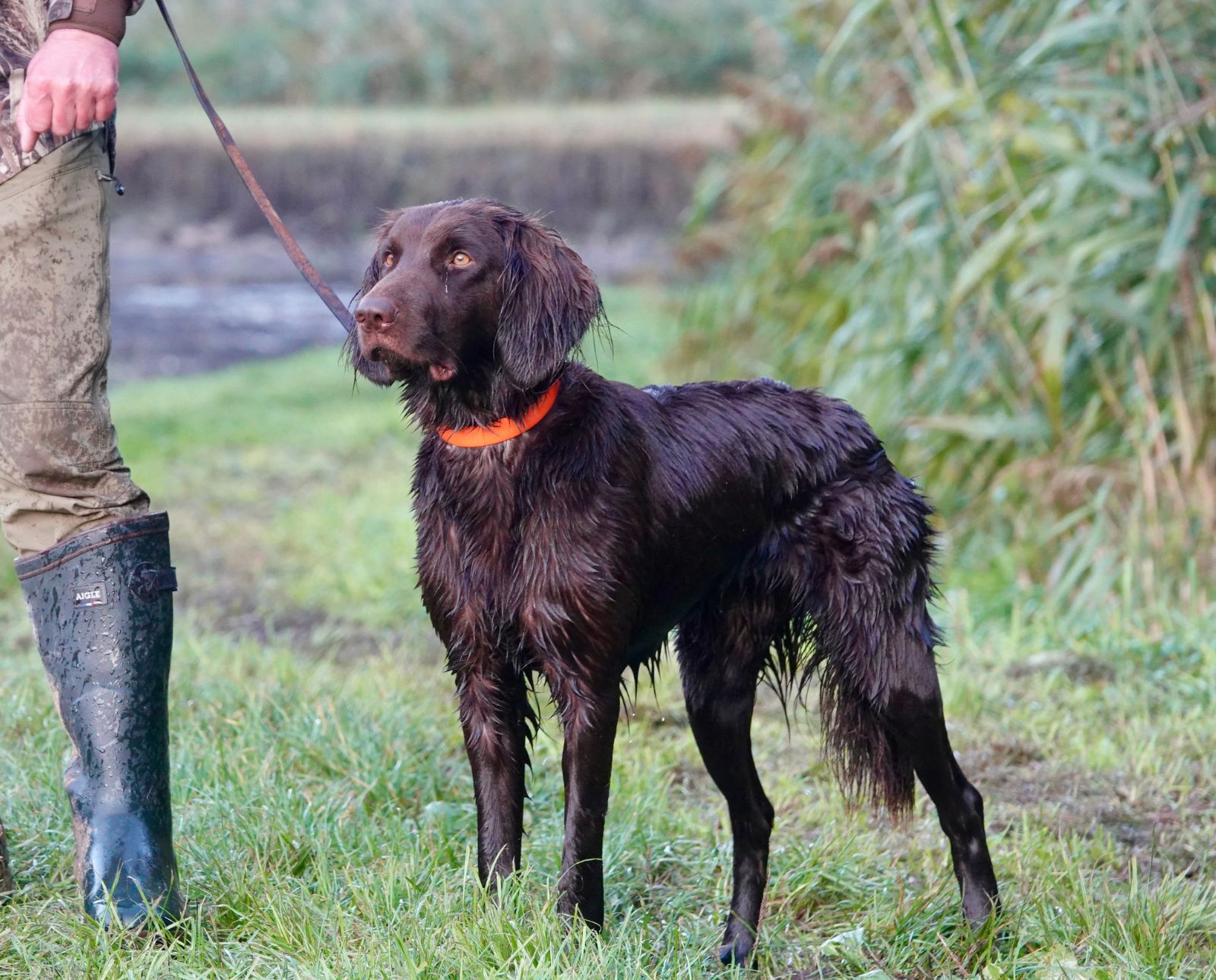 German hunting dog breed Deutsch Langhaar standing near a pond on a leash with its handler in Germany.