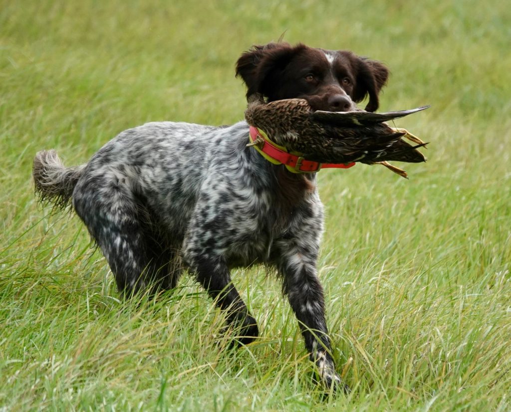 German hunting dog breed Deutsch Langhaar demonstrating a waterfowl retrieve at a hunt test in Germany.