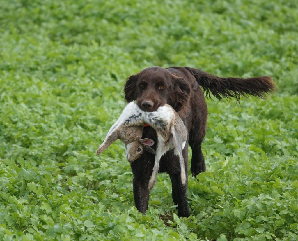 A german hunting dog called a deutsch langhaar retrieves a rabbit during a hunt test in Germany.