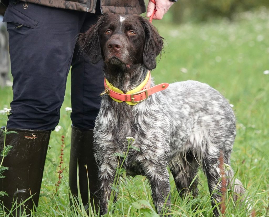 A german hunting dog at a hunt test in Germany.