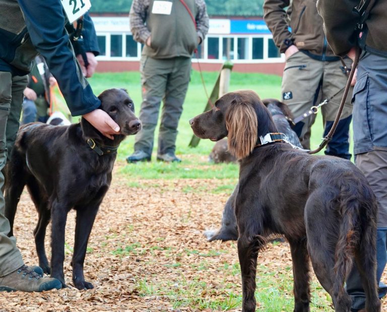 German hunting dogs called Deutsch Langhaars assembled at a hunt test event in Germany.