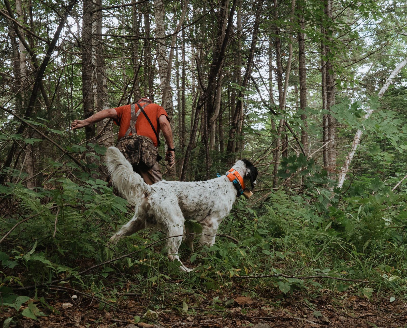 A hunter and his dog, an english setter, scout for upland birds like ruffed grouse and american woodcock during the offseason.