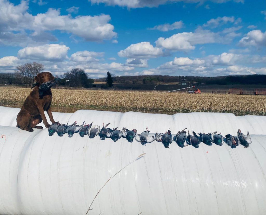 A chesapeake bay retriever with pigeons he retrieved while pigeon hunting.